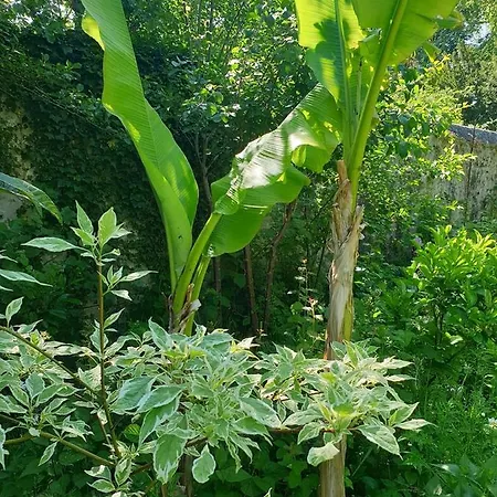 La Petite Maison Du Jardin D'apollon 3* Dourdan